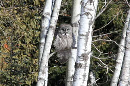 Image of Great Gray Owl