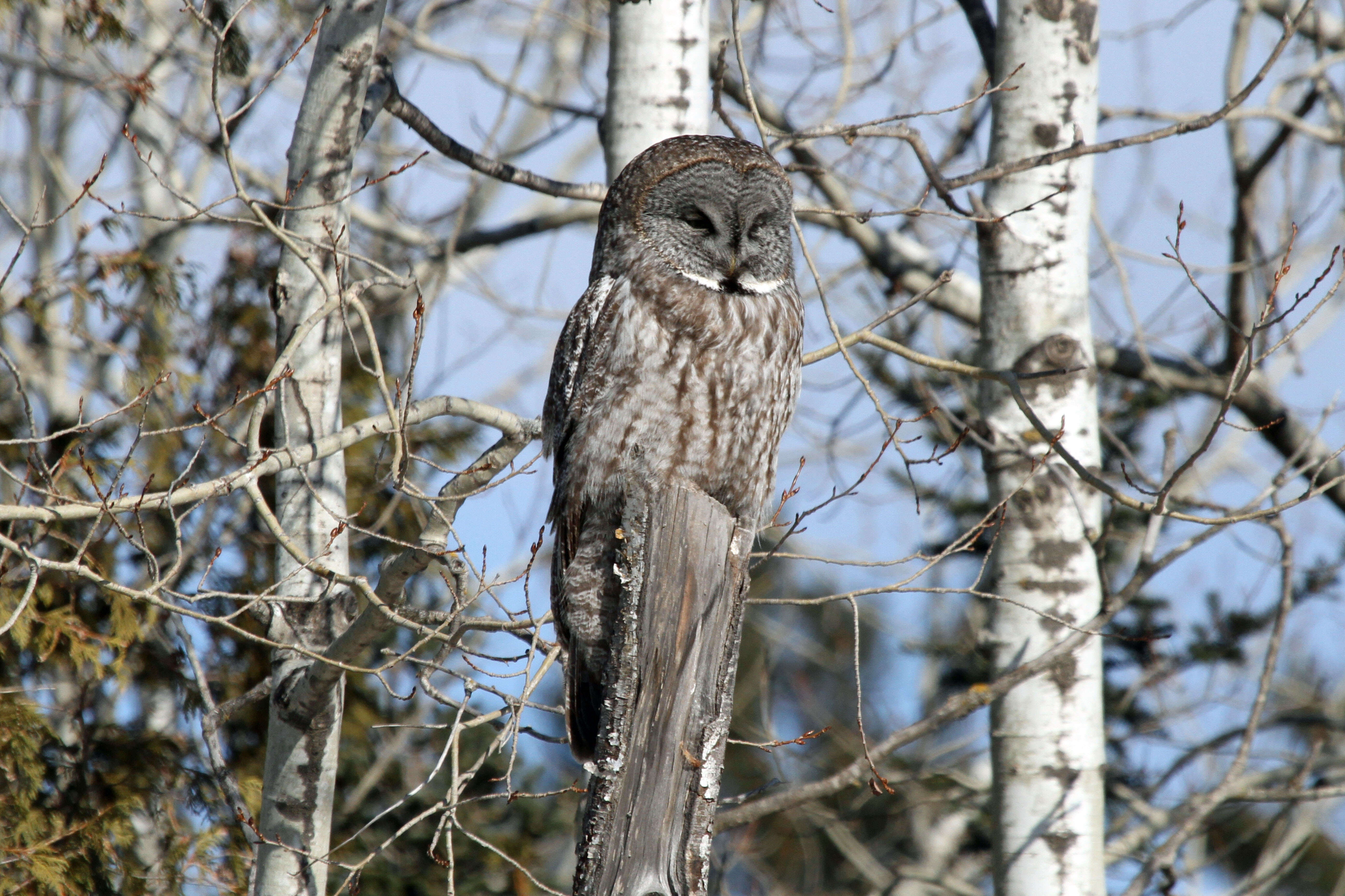 Image of Great Gray Owl