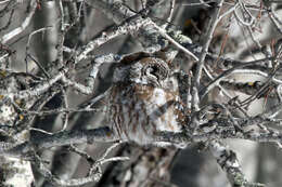 Image of Boreal Owl