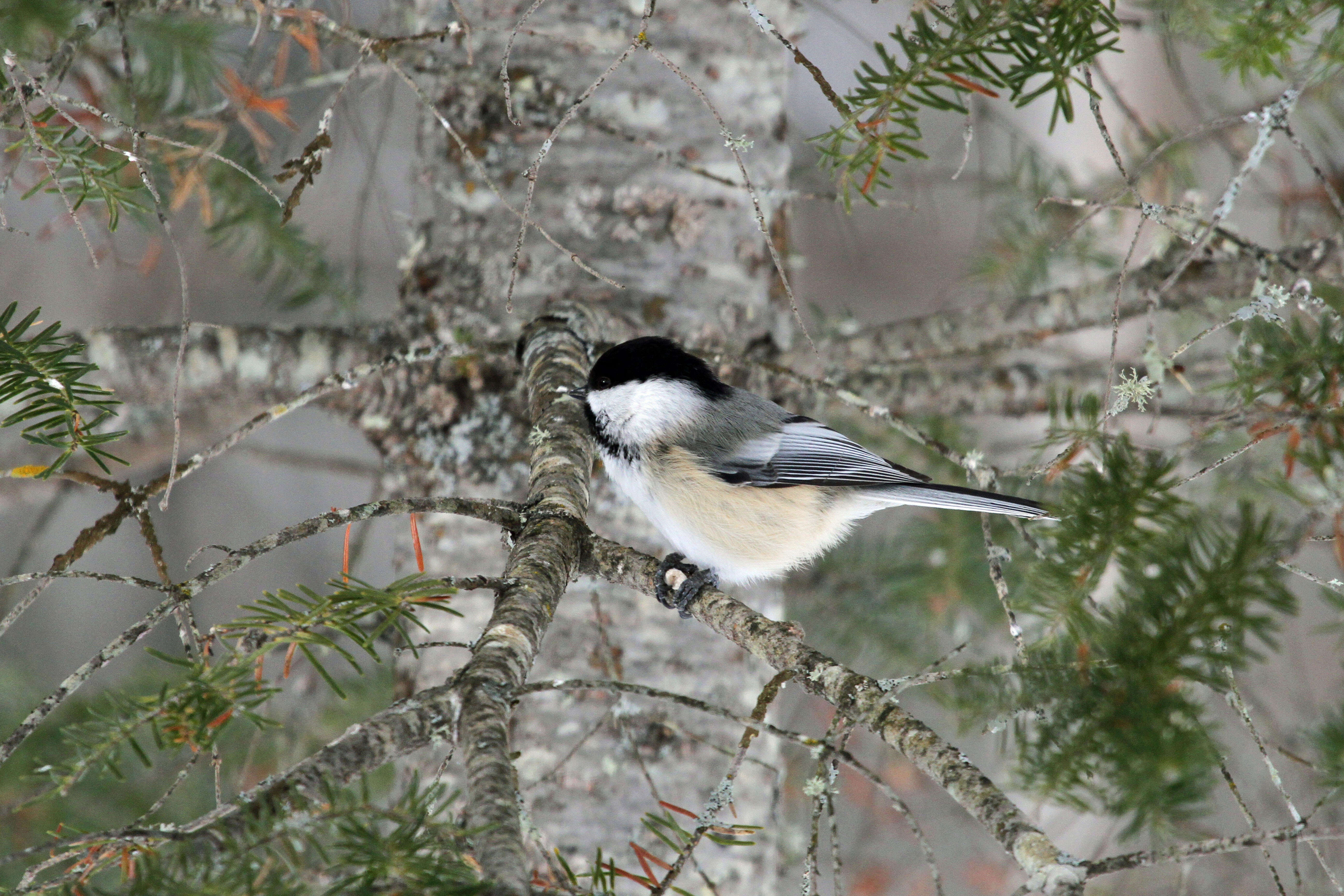 Plancia ëd Poecile atricapillus (Linnaeus 1766)