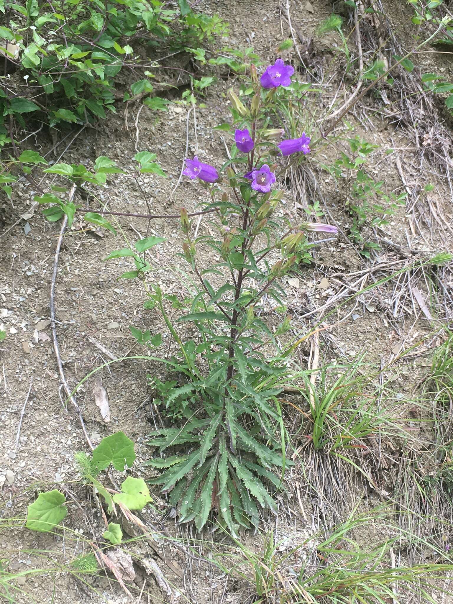 Image of Canterbury Bells