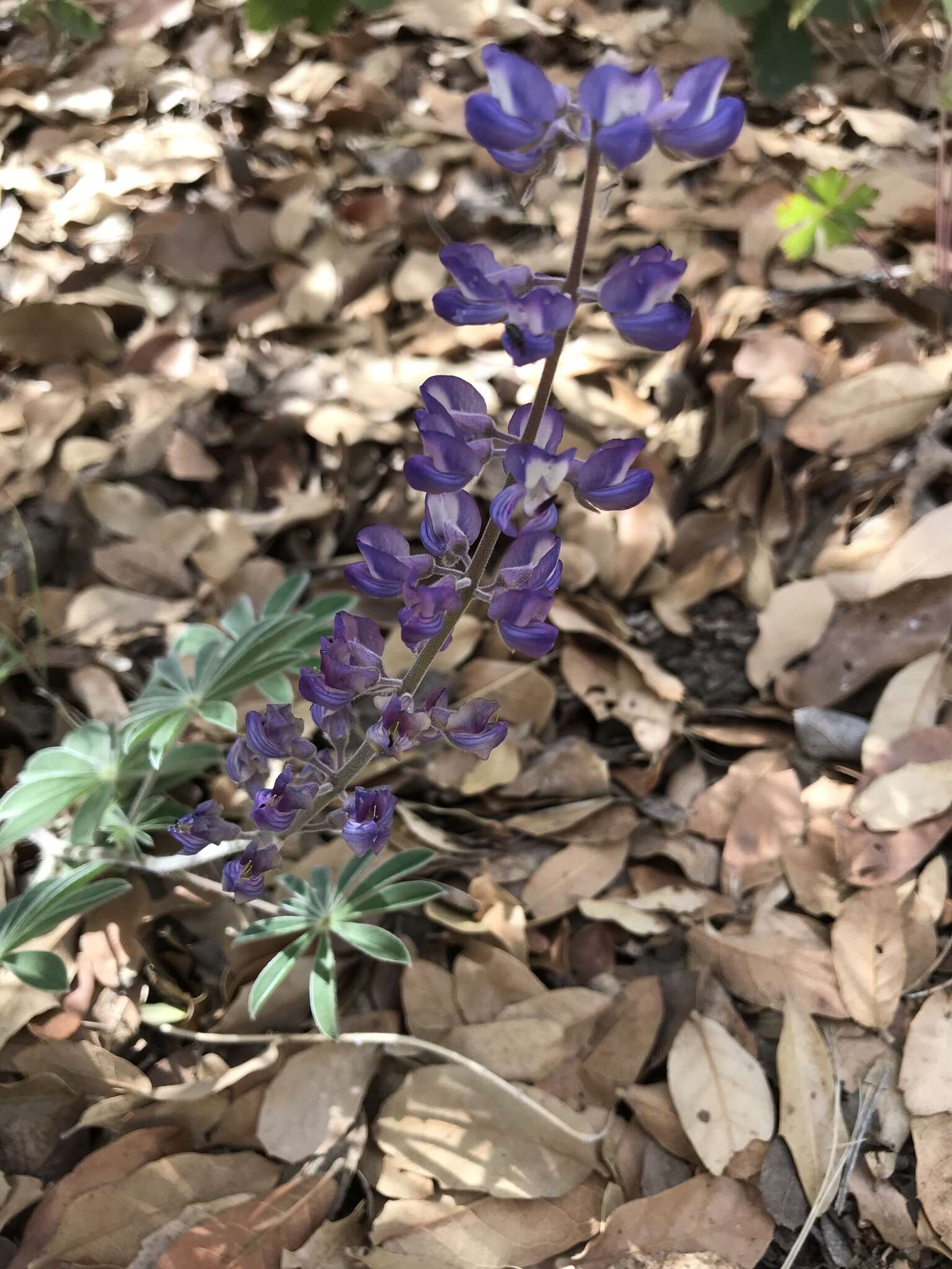 Plancia ëd Lupinus hillii Greene