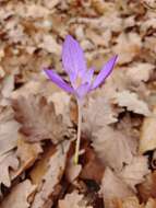 Image of Crocus banaticus J. Gay