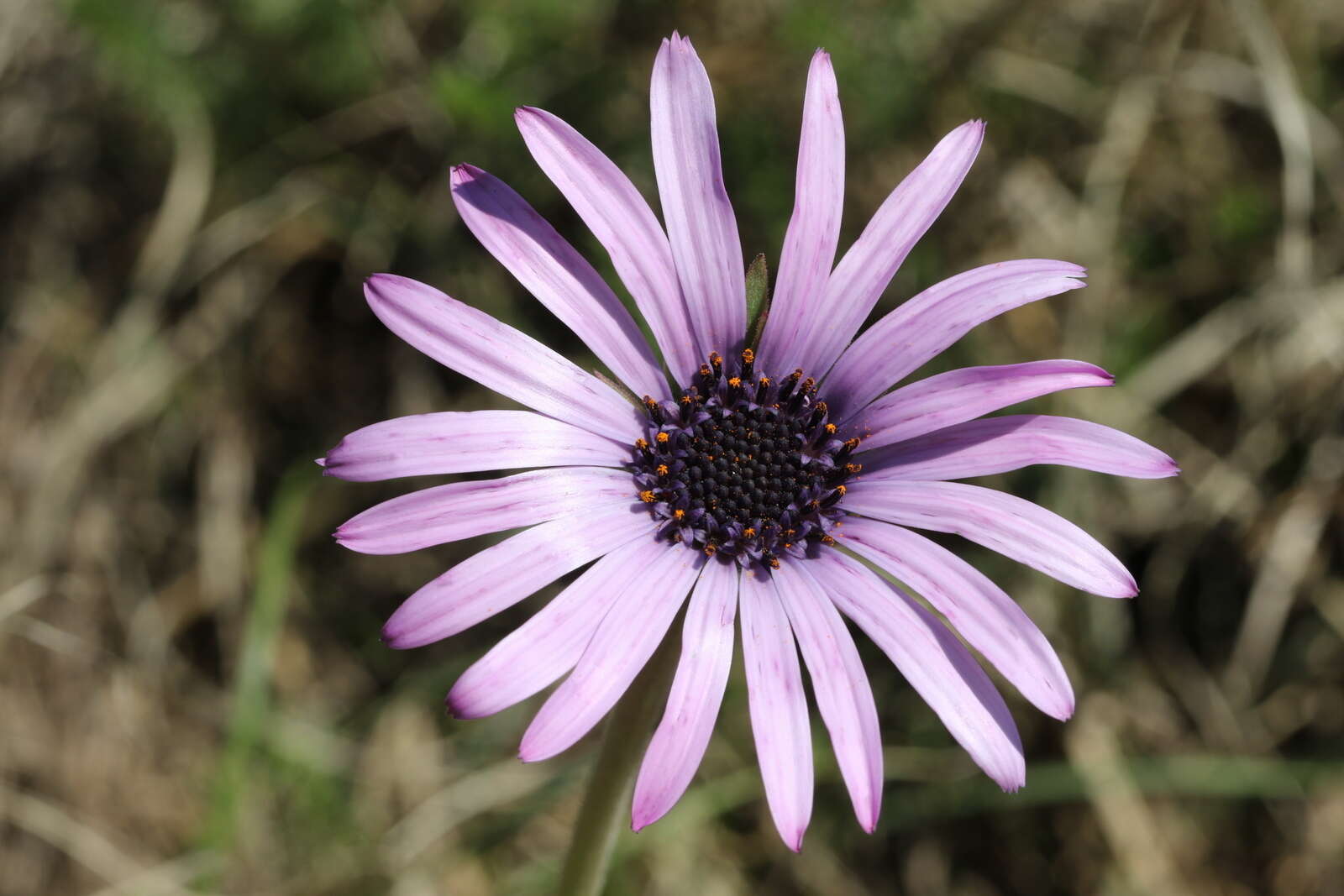 Image de Dimorphotheca spectabilis Schltr.