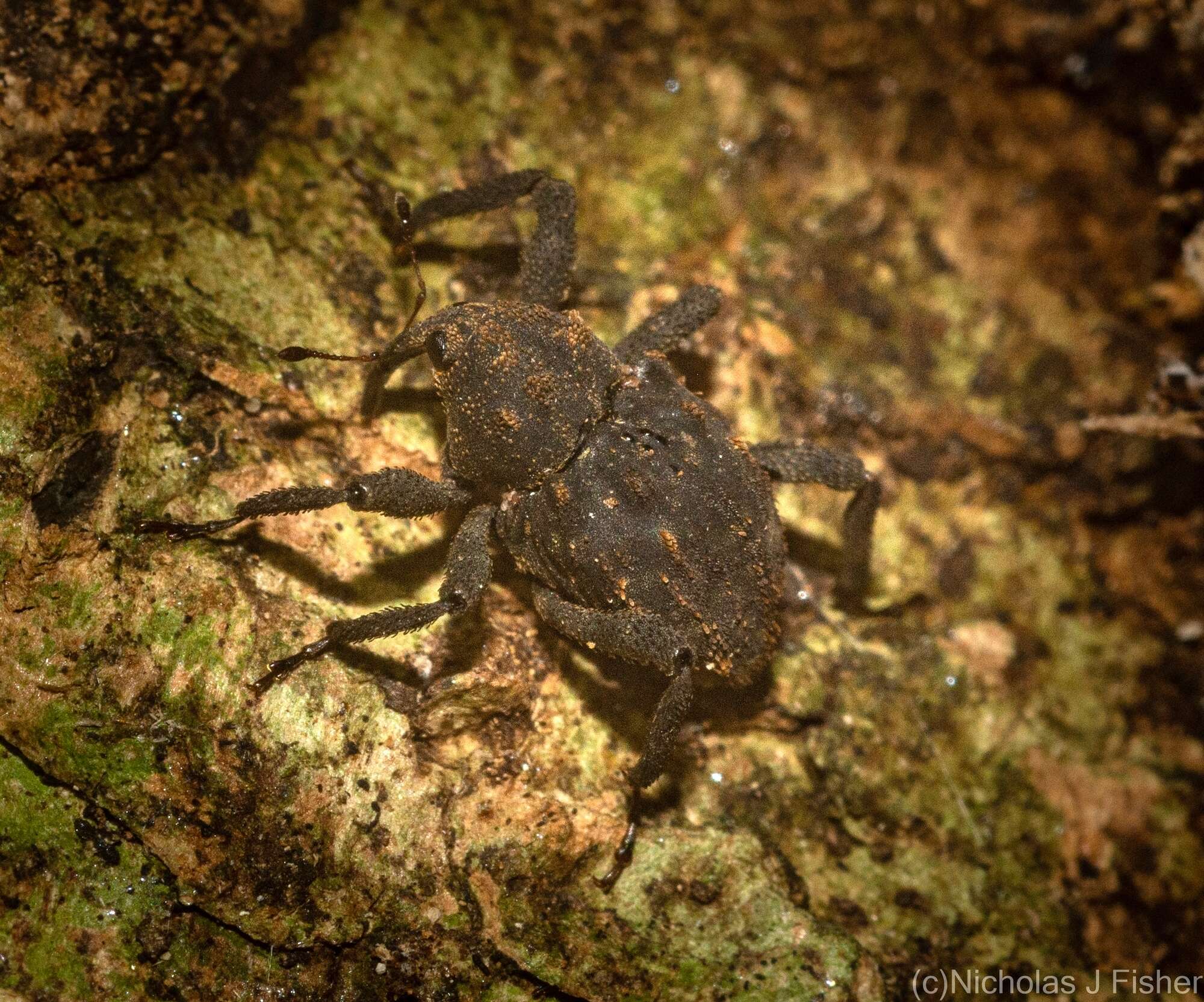 Image of Paleticus subereus Lea 1898