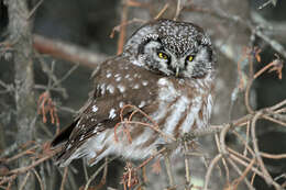 Image of Boreal Owl