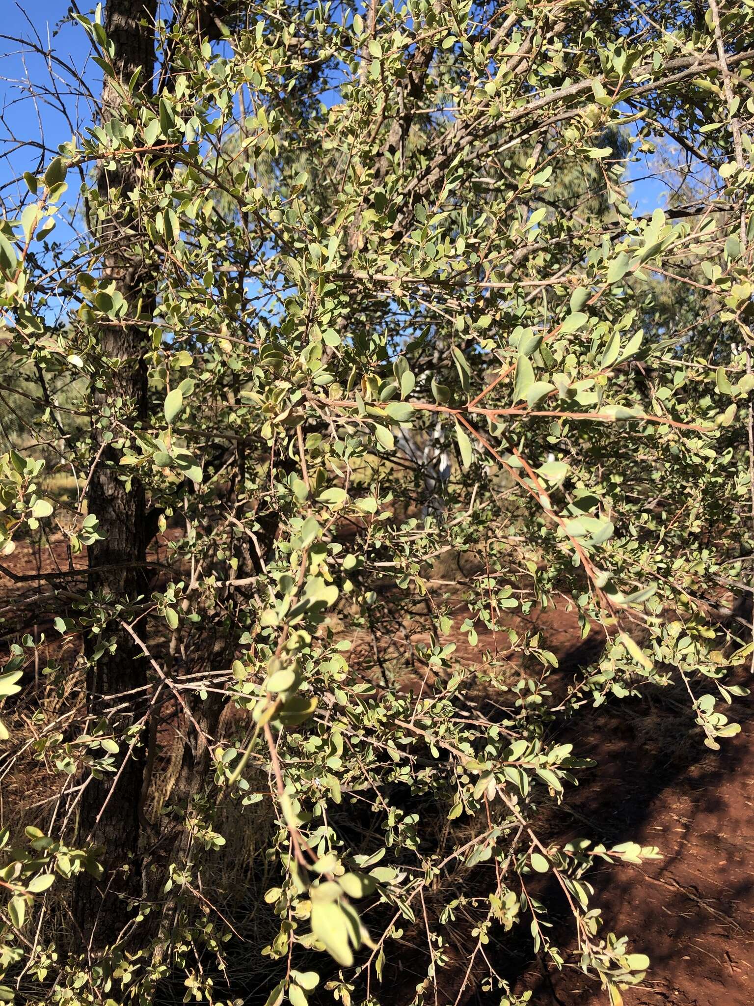 Image de Terminalia supranitifolia N. B. Byrnes