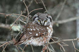 Image of Boreal Owl