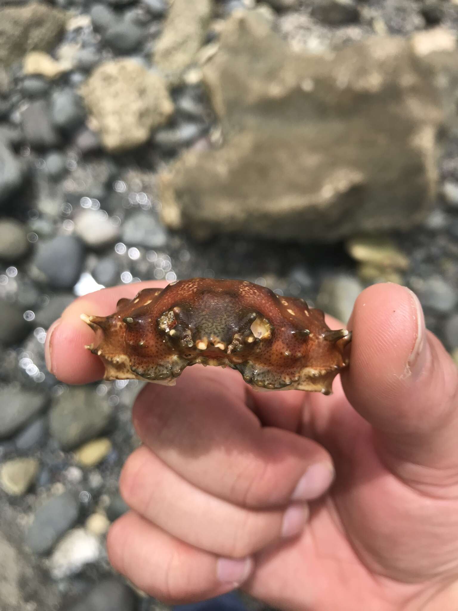 Image of coral clinging crab