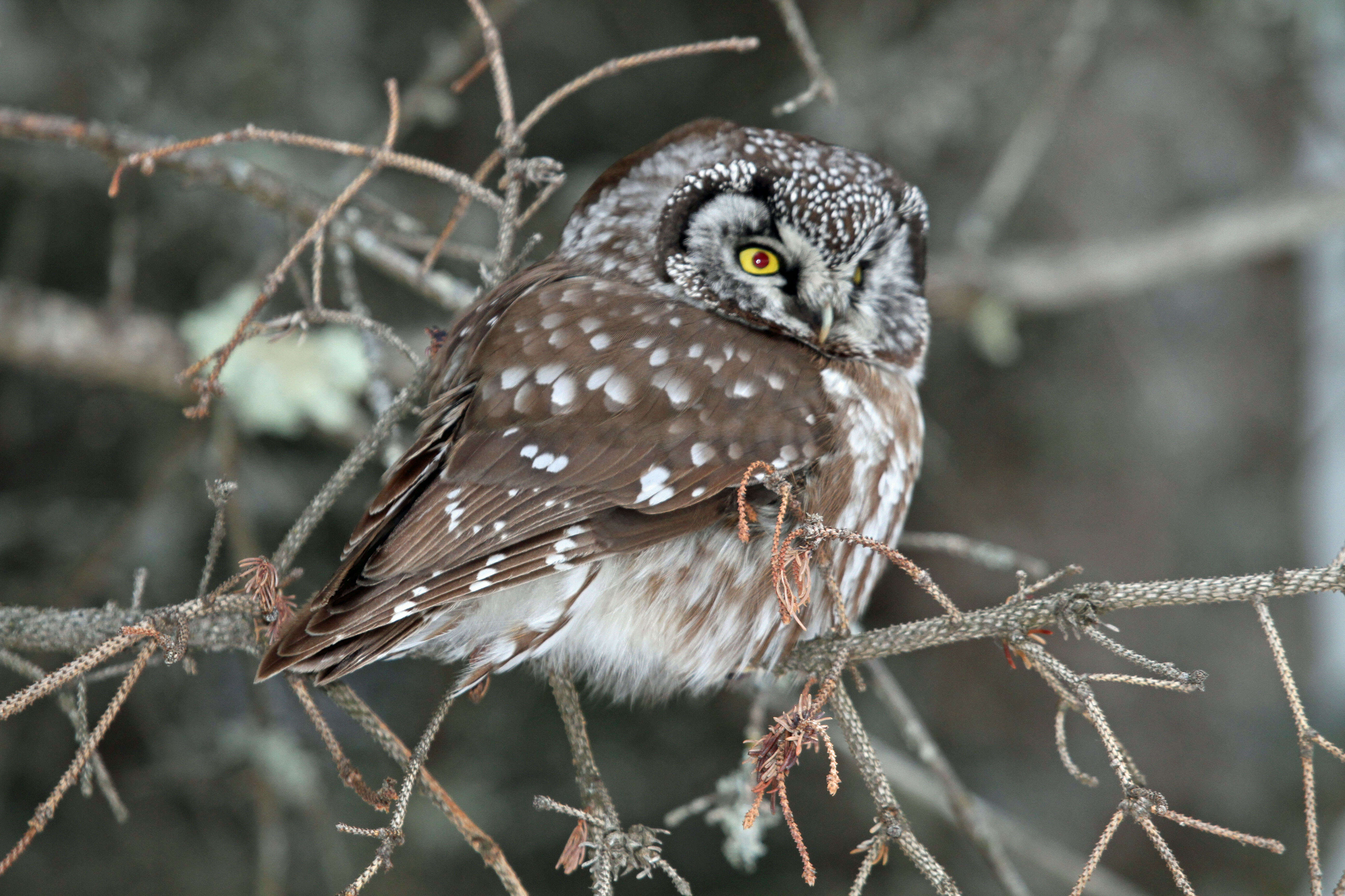 Image of Boreal Owl