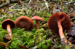 Image of Cortinarius harrisonii Ammirati, Niskanen & Liimat. 2013