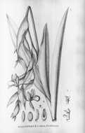 Image of Striped Phragmipedium