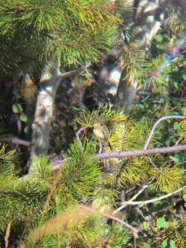 Image of Cordilleran Flycatcher