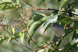 Image of gnatcatchers