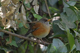 Image of Rufous-backed Thrush