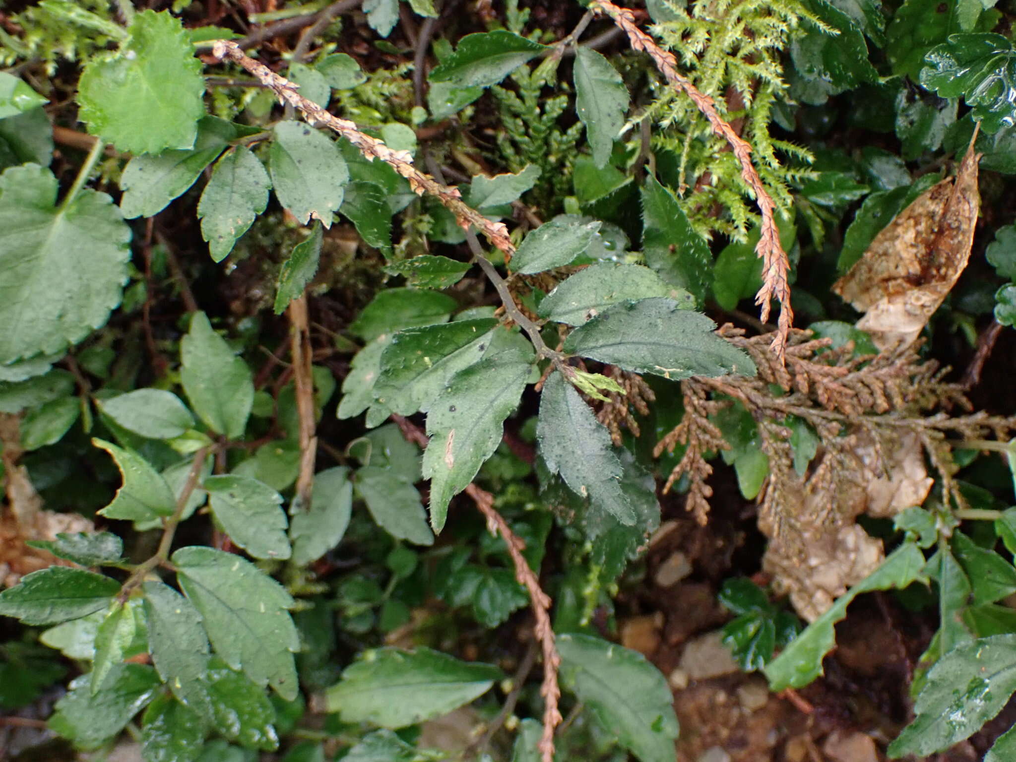 Image of Pellionia radicans (Sieb. & Zucc.) Wedd.