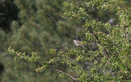 Image de Curruca hortensis (Gmelin & JF 1789)