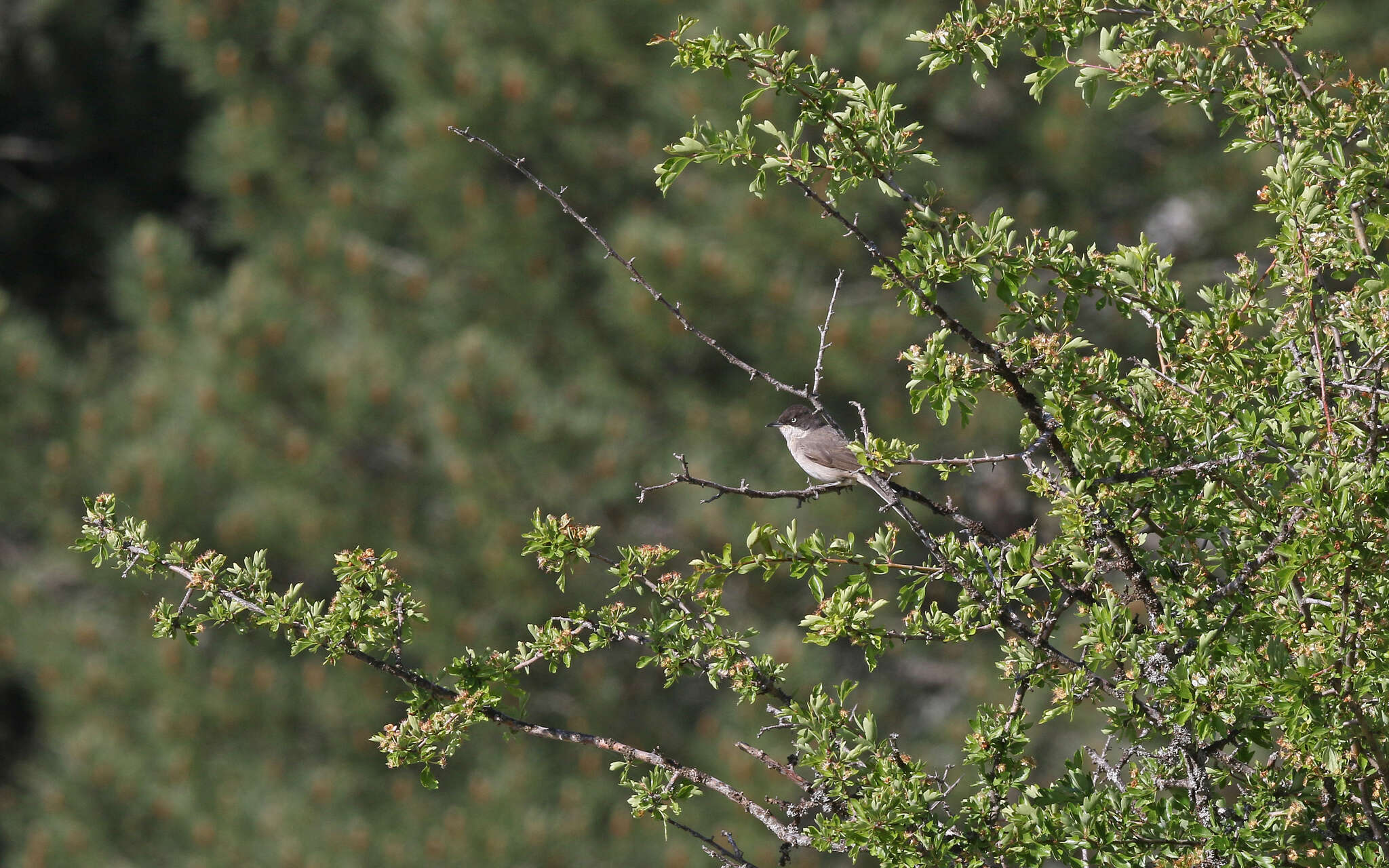 Image of Western Orphean Warbler