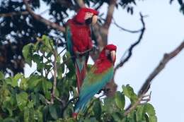 Image of Red-and-green Macaw