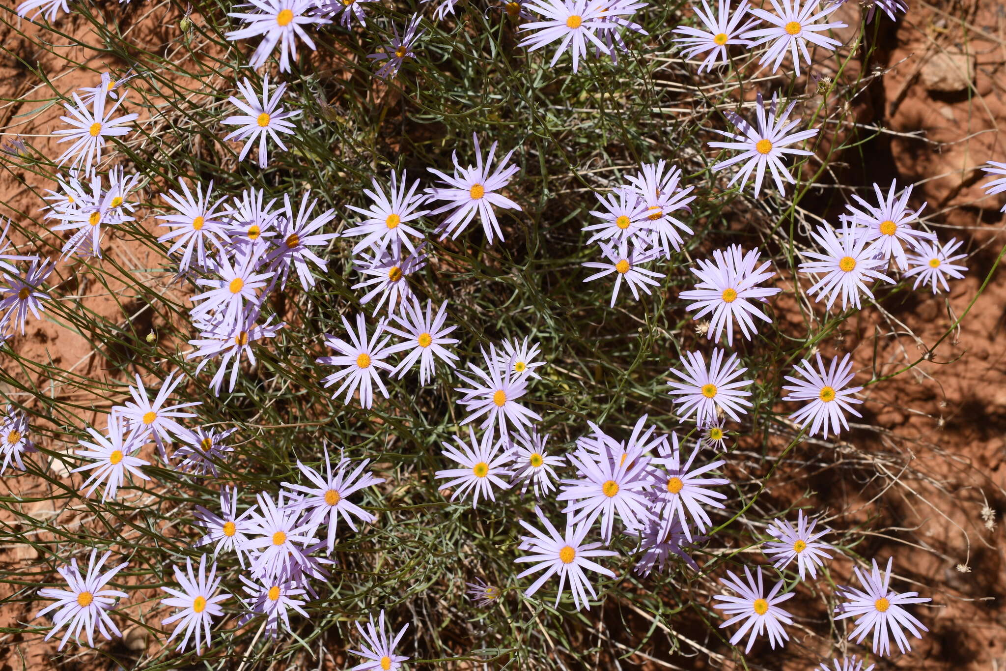 Image of Utah fleabane