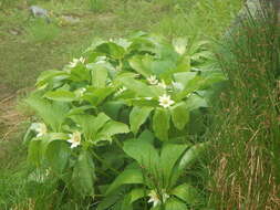 Image of Paris japonica (Franch. & Sav.) Franch.