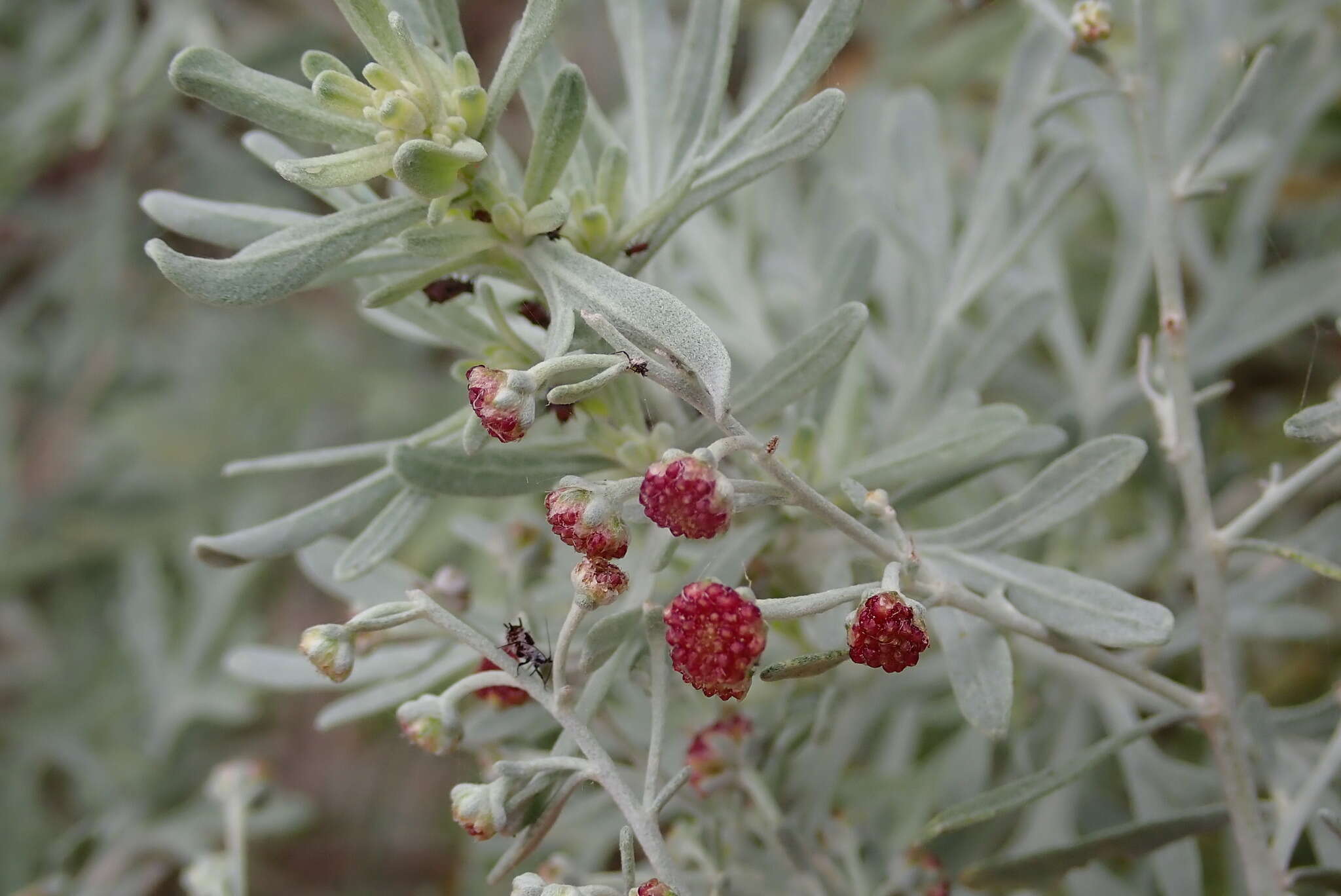 Image of Artemisia reptans C. Sm.