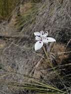 Image of Moraea barkerae Goldblatt