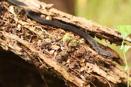 Image of Seychelles Wolf Snake