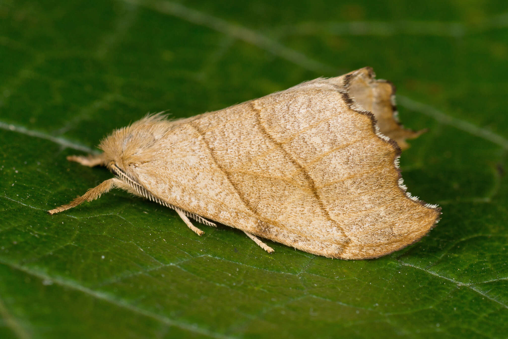 Image of scalloped hook-tip