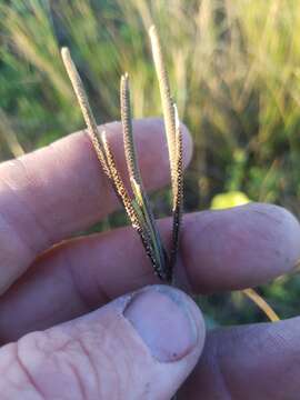 Image de Eustachys petraea (Sw.) Desv.