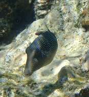 Image of Pufferfish