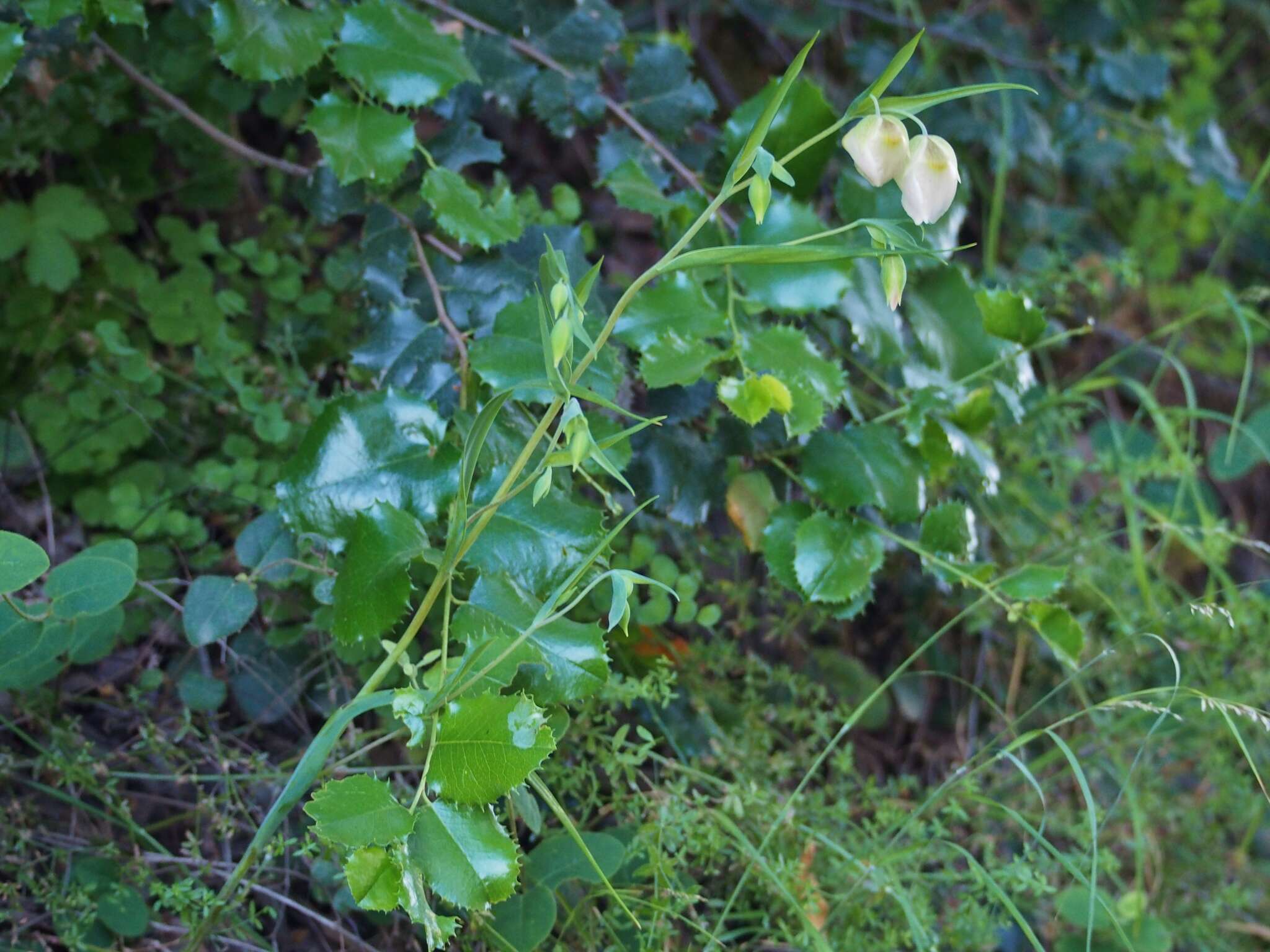 Image of White fairy-lantern