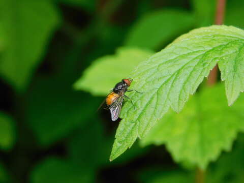 صورة Rhingia austriaca Meigen 1830