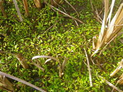 Image of Phyla nodiflora var. nodiflora