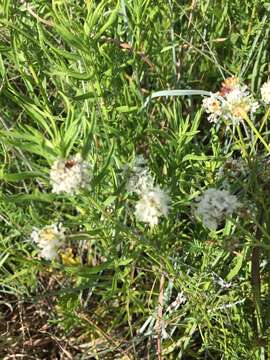 Image of roundhead prairie clover