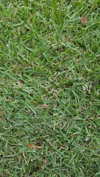 Image of Manila grass