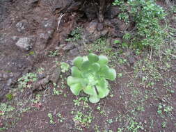 Image of Aeonium canariense (L.) Webb & Berth.