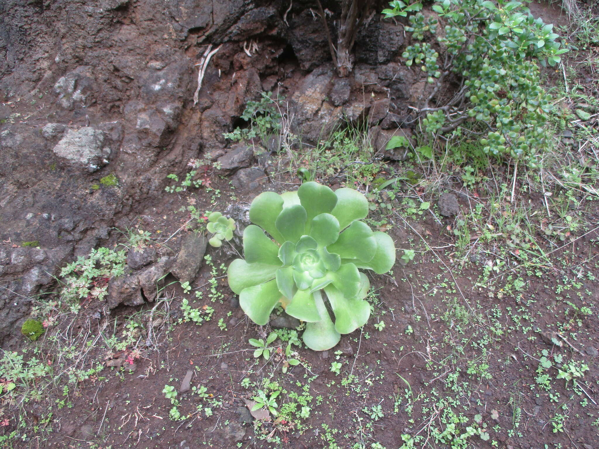 Image of Aeonium canariense (L.) Webb & Berth.