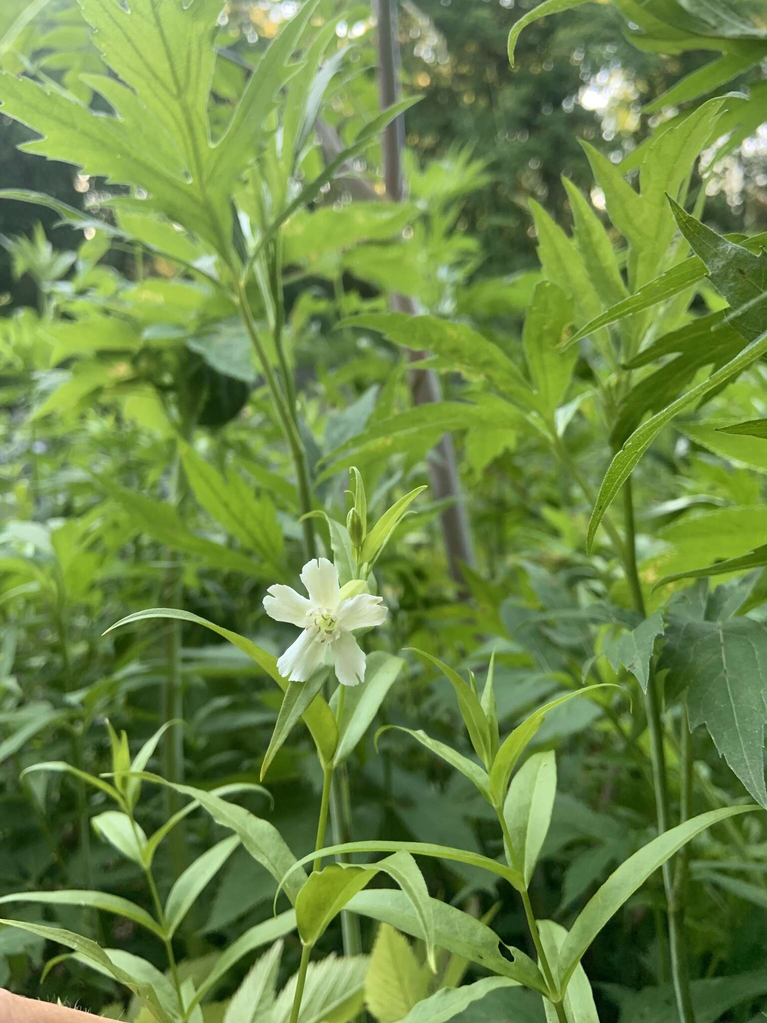 Слика од Silene nivea (Nutt.) Muhl.