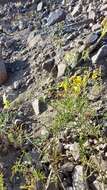 Image of Solanum chilense (Dun.) Reiche