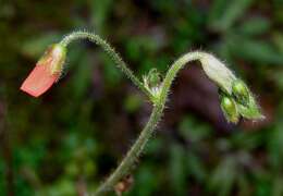 Hylodesmum repandum (Vahl) H. Ohashi & R. R. Mill的圖片