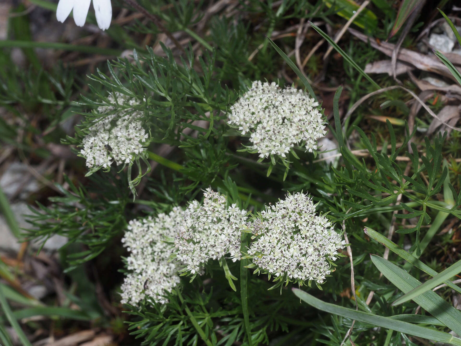 Imagem de Pachypleurum simplex (L.) Rchb.