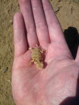 Image of Greater Short-horned Lizard