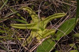 Image of yellow butterwort