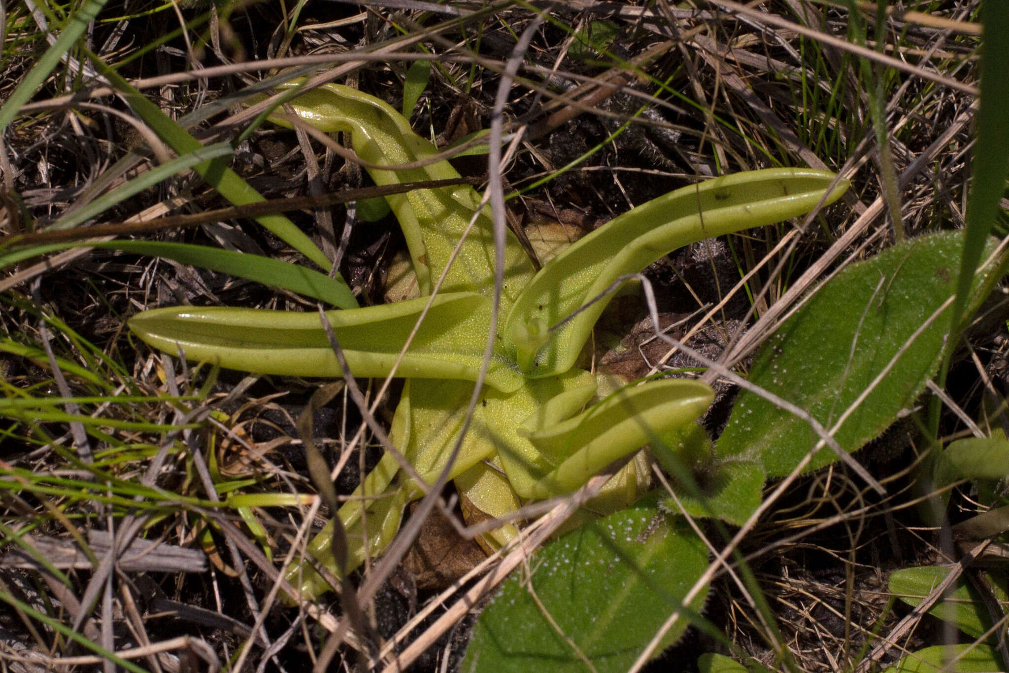 Image of yellow butterwort