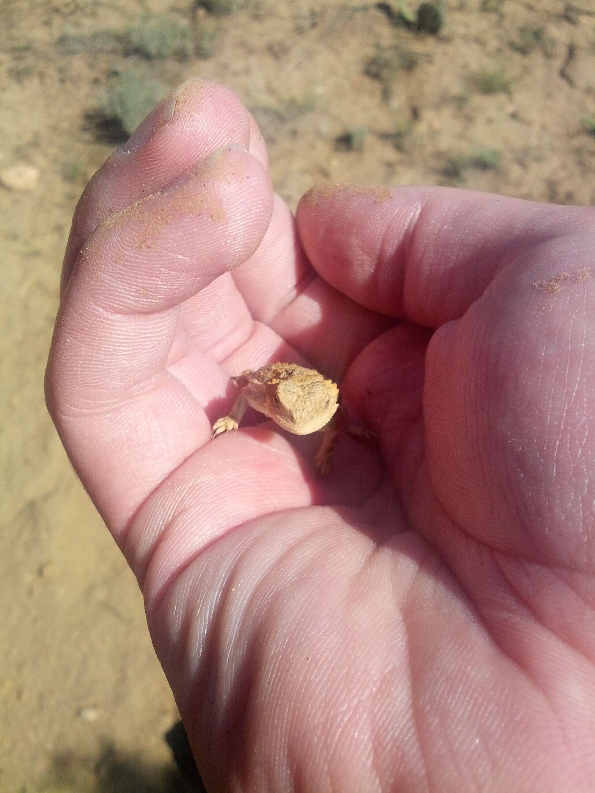 Image of Greater Short-horned Lizard