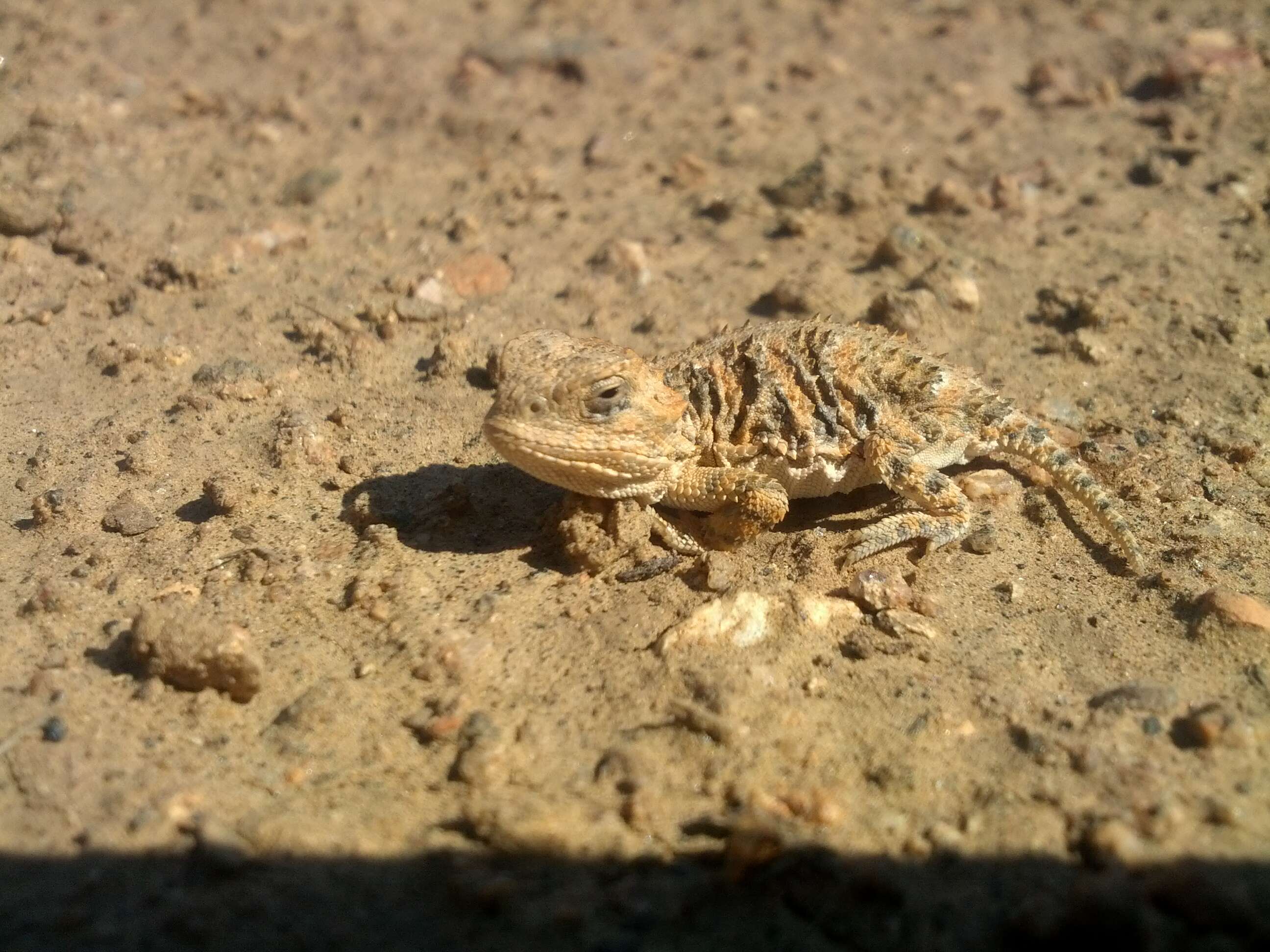 Image of Greater Short-horned Lizard