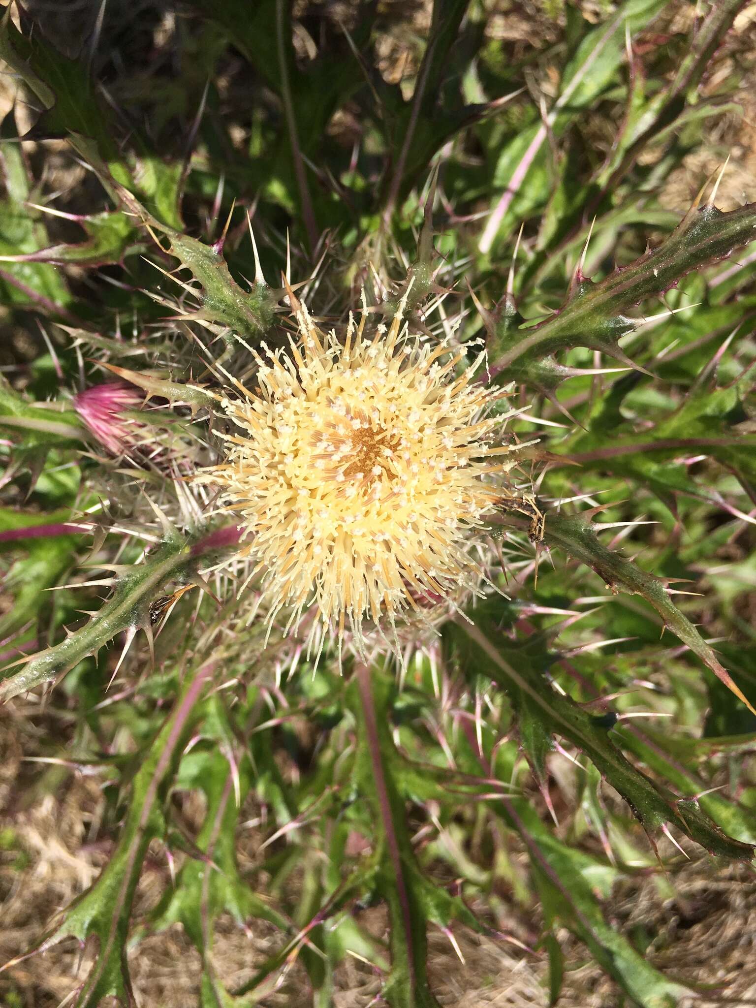 Imagem de <i>Cirsium <i>horridulum</i></i> var. horridulum