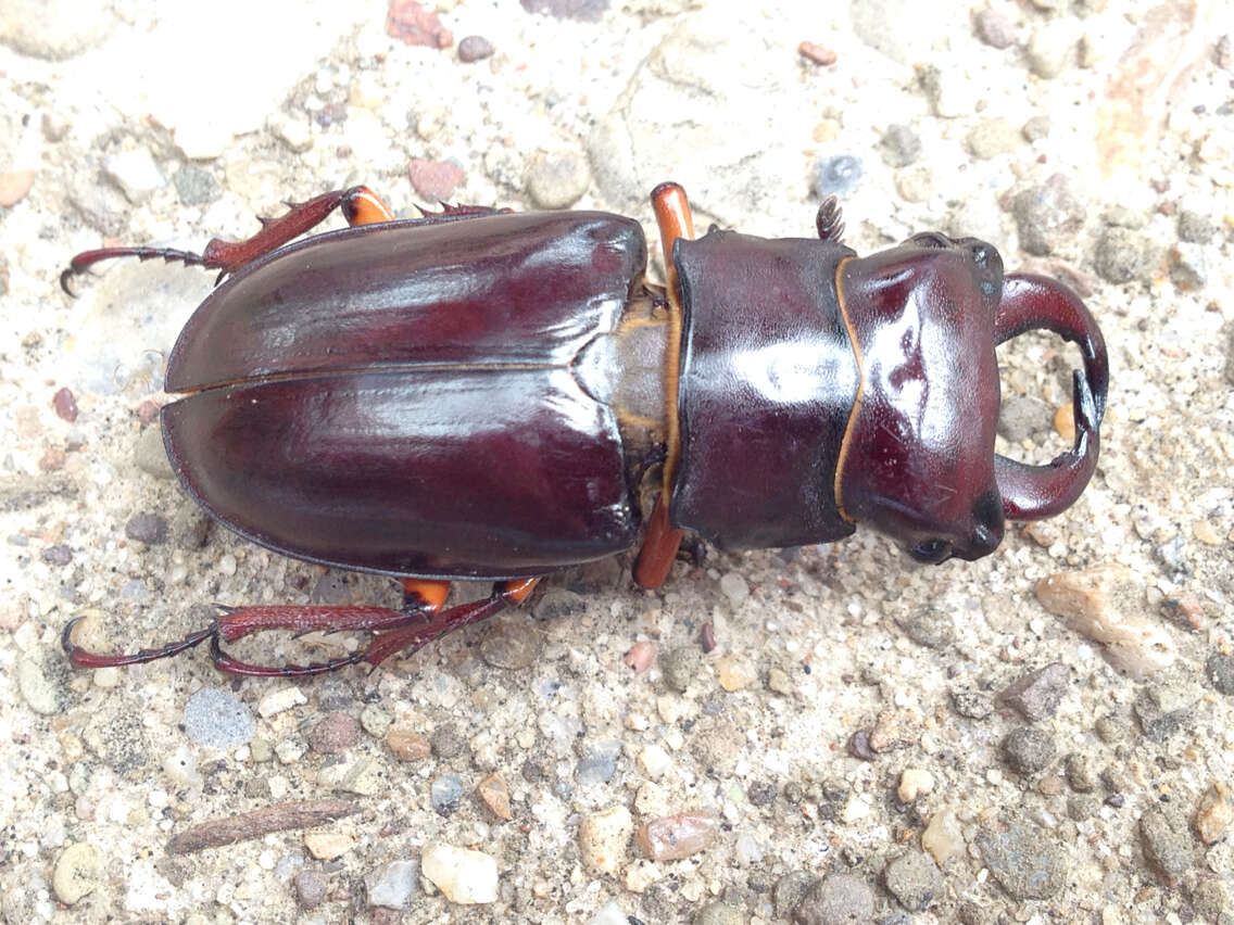 Lucanus (Pseudolucanus) capreolus (Linnaeus 1763)的圖片