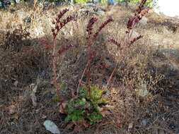 Image of succulent